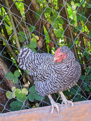 ein schwarz-weißes Huhn vor einem Maschendraht