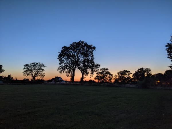 Silhouette von Bäumen im Abendrot