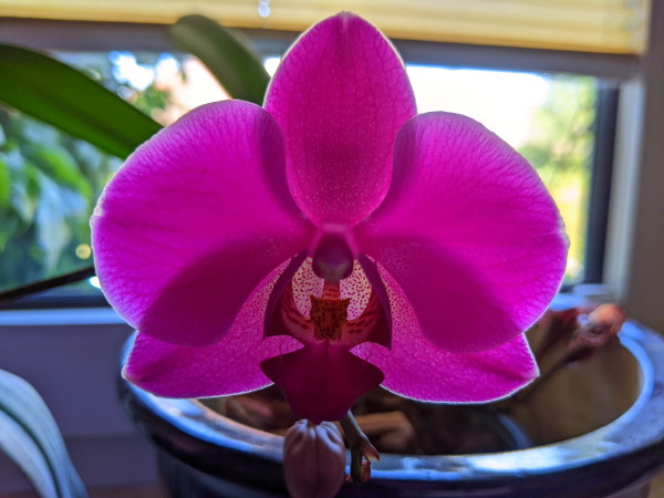 pinkfarbene Orchideenblüte